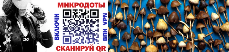 Галлюциногенные грибы Psilocybe  где можно купить наркотик  нарко площадка какой сайт  Славгород 